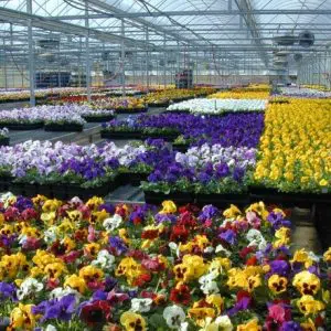 sementes de amor perfeito sortido supreme 15 sementes 5846 e1496240428901