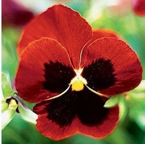 sementes de amor perfeito vermelho dinamite 15 sementes 0676 e1496257015981