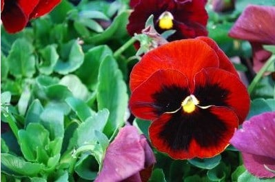 Comprar Sementes de Amor Perfeito Vermelho Dinamite: 15 Sementes