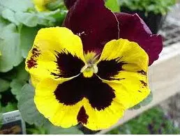 sementes de amor perfeito vermelho e amarelo dinamite 15 sementes 2135 e1496257266125