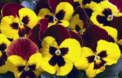 Comprar Sementes de Amor Perfeito Vermelho e Amarelo Dinamite: 15 Sementes