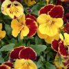 sementes de amor perfeito vermelho e amarelo ultimate 15 sementes 7520 e1496255210131