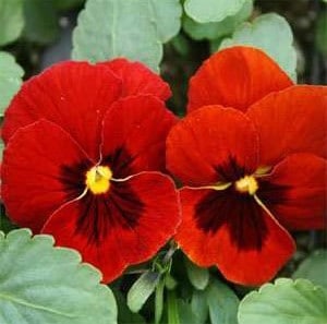 sementes de amor perfeito vermelho gigante suico 15 sementes 0344 e1496259652514
