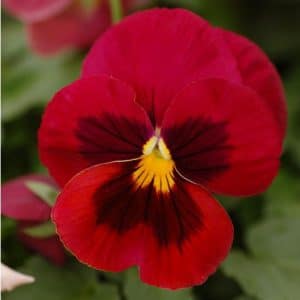 Comprar Sementes de Amor Perfeito Vermelho Gigante Suíço: 15 Sementes