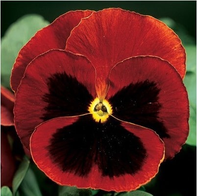 Comprar Sementes de Amor Perfeito Vermelho Gigante Suíço: 15 Sementes