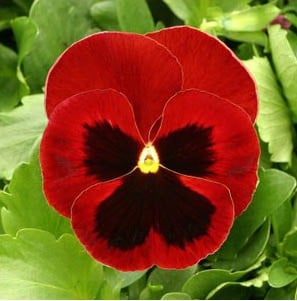 sementes de amor perfeito vermelho gigante suico 15 sementes 8536 e1496259698578