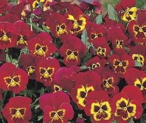 sementes de amor perfeito vermelho ultimate baron 15 sementes 1356 e1496254845324