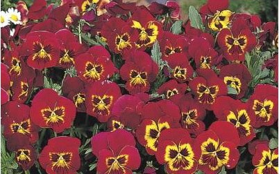 sementes de amor perfeito vermelho ultimate baron 15 sementes 1356 e1496254845324