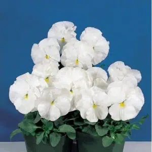 sementes de amor perfeito white crow 15 sementes 5302 e1496258759792