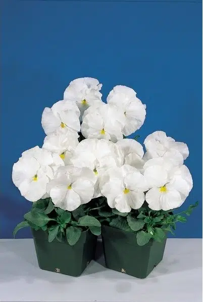 sementes de amor perfeito white crow 15 sementes 5302 e1496258759792