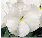 sementes de amor perfeito white crow 15 sementes 8605 e1496258737966