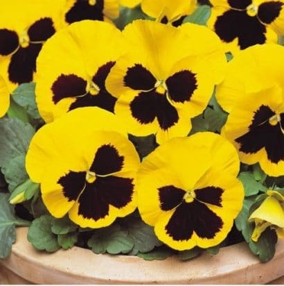 Comprar Sementes de Amor Perfeito Yellow Dinamite: 15 Sementes