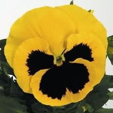 sementes de amor perfeito yellow dinamite 15 sementes 3797 e1496255548346