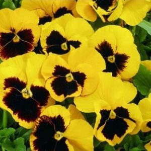 Comprar Sementes de Amor Perfeito Yellow Dinamite: 15 Sementes
