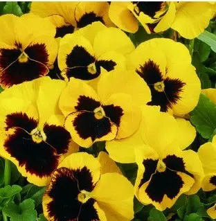 Comprar Sementes de Amor Perfeito Yellow Dinamite: 15 Sementes