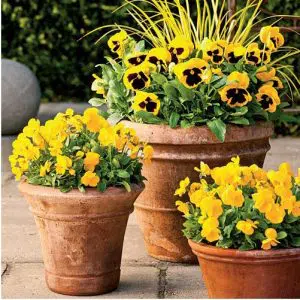 sementes de amor perfeito yellow dinamite 15 sementes 8199 e1496255500830