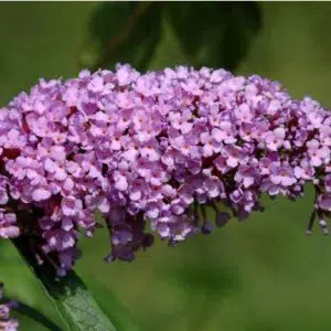 Comprar Sementes de Arbusto Borboleta: 20 Sementes