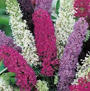 sementes de arbusto borboleta 20 sementes 3168 e1496240266974