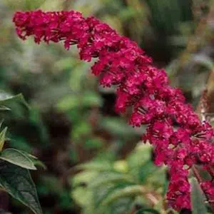 sementes de arbusto borboleta 20 sementes 4402 e1496239649233