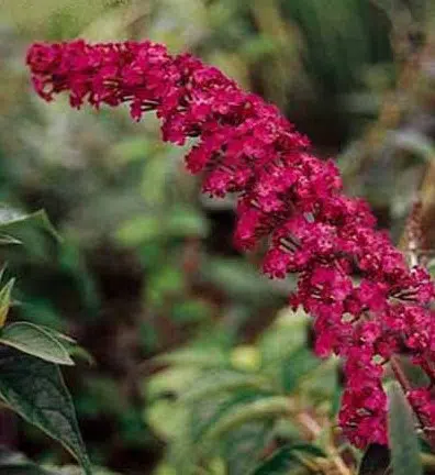 sementes de arbusto borboleta 20 sementes 4402 e1496239649233