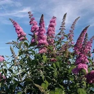 sementes de arbusto borboleta 20 sementes 4591 e1496240120508