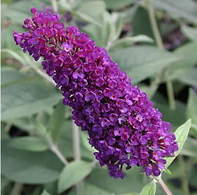 sementes de arbusto borboleta 20 sementes 4983 e1496240186155