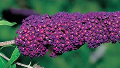 sementes de arbusto borboleta 20 sementes 7464 e1496240245810