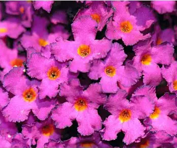 sementes de arbusto borboleta 20 sementes 8987 e1496240150807