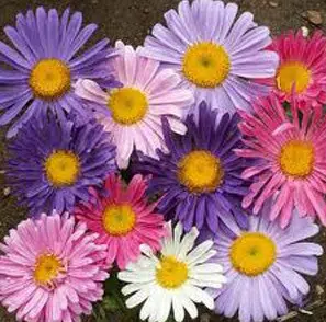 Comprar Sementes de Aster Gigante Singela Sortida: 15 Sementes