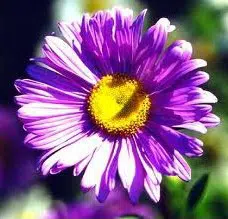 sementes de aster gigante singela sortida 15 sementes 2979 e1495729289256