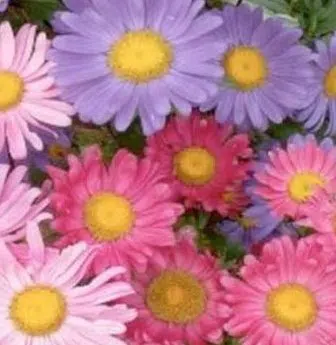 sementes de aster gigante singela sortida 15 sementes 4976 e1495729309750