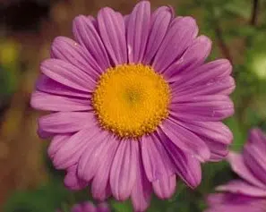 sementes de aster gigante singela sortida 15 sementes 7283 e1495729266311