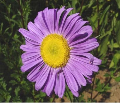 sementes de aster gigante singela sortida 15 sementes 8772 e1495729326817