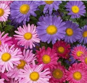 sementes de aster gigante singela sortida 15 sementes 9068 e1495729245585