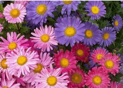 sementes de aster gigante singela sortida 15 sementes 9068 e1495729245585