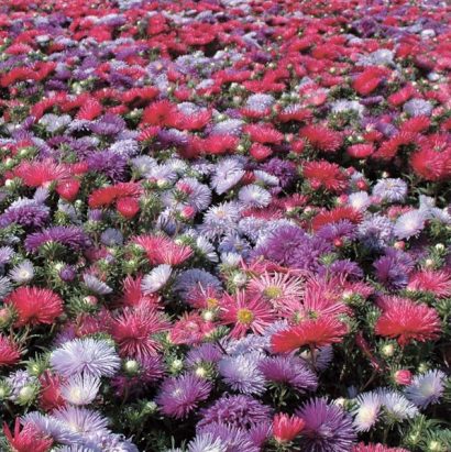 sementes de aster pluma de avestruz sortida 15 sementes 3446 e1495729445330