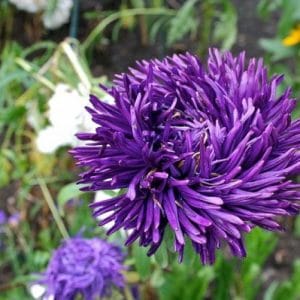 sementes de aster pluma de avestruz sortida 15 sementes 4254 e1495729408492