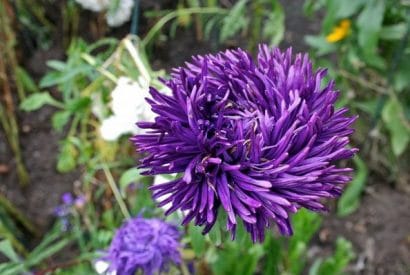 sementes de aster pluma de avestruz sortida 15 sementes 4254 e1495729408492