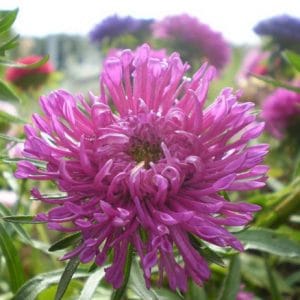 sementes de aster pluma de avestruz sortida 15 sementes 8361 e1495729369333