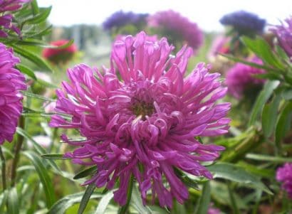 sementes de aster pluma de avestruz sortida 15 sementes 8361 e1495729369333