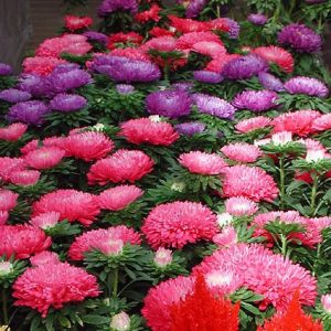 sementes de aster rainha do mercado sortida 15 sementes 1626 e1495732448469