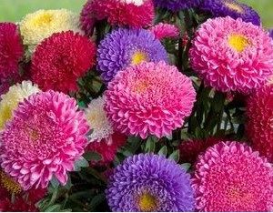 Comprar Sementes de Aster Rainha do Mercado Sortida: 15 Sementes