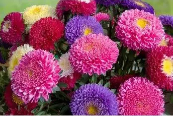 Comprar Sementes de Aster Rainha do Mercado Sortida: 15 Sementes