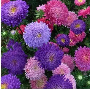 sementes de aster rainha do mercado sortida 15 sementes 8717 e1495732516177