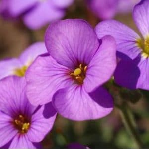 sementes de aubrietia sortida 20 sementes 2001 e1495729119806