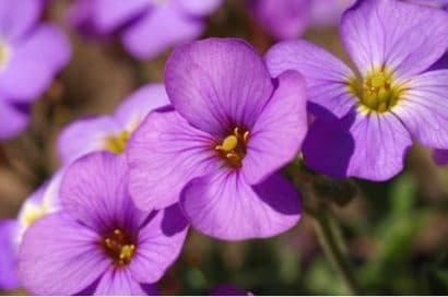 sementes de aubrietia sortida 20 sementes 2001 e1495729119806