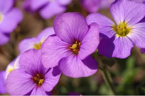 sementes de aubrietia sortida 20 sementes 2001 e1495729119806