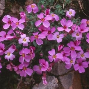 Comprar Sementes de Aubrietia Sortida: 20 Sementes