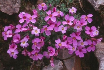 Comprar Sementes de Aubrietia Sortida: 20 Sementes