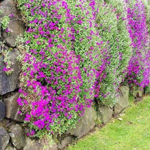 sementes de aubrietia sortida 20 sementes 2693 e1495729154868